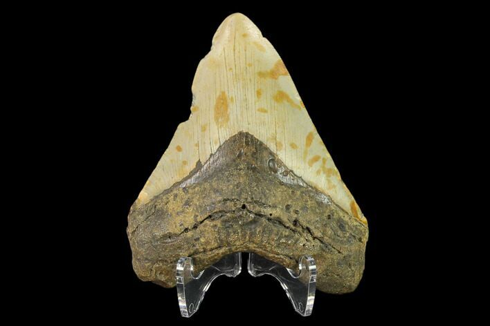 Fossil Megalodon Tooth - North Carolina #124914